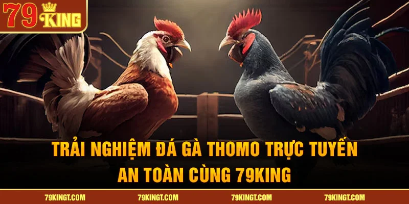 Trải nghiệm Đá gà Thomo trực tuyến an toàn cùng 79King